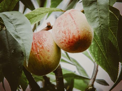 Anar Fruit Photos, Download The BEST Free Anar Fruit Stock Photos & HD ...