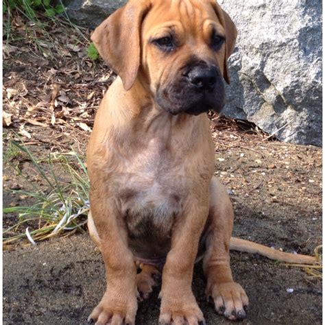 10 Week Old Boerboel Tank