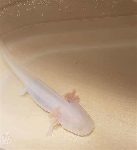 Meet Nimbus, my little axolotl! He's missing some limbs due to a tank