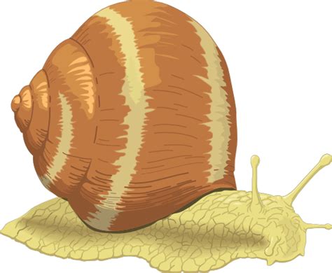 Snail clipart free image – Clipartix