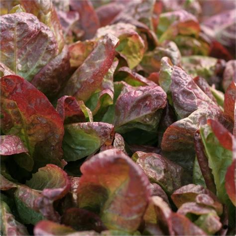 buy lettuce parris island  red seeds  happy valley seeds