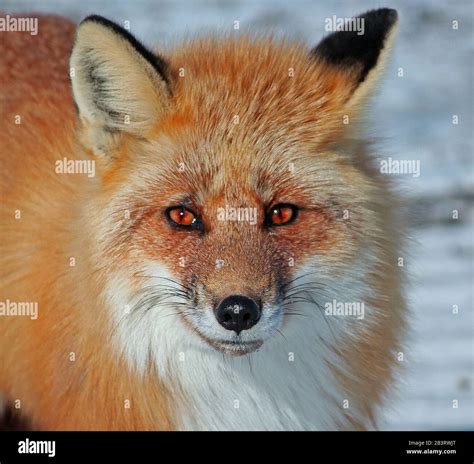 Red Fox in Alaska Stock Photo - Alamy