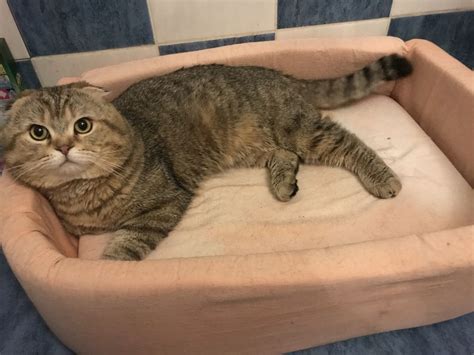 Вязка котов кошек котик кот на шотландского вислоухого кота: 1 000 грн ...