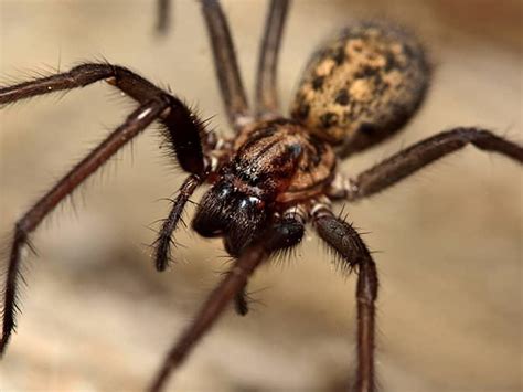 Spider Activity In New Jersey | Types Of Spiders In NJ