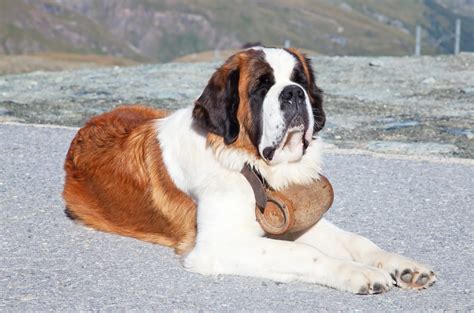 Great Bernard