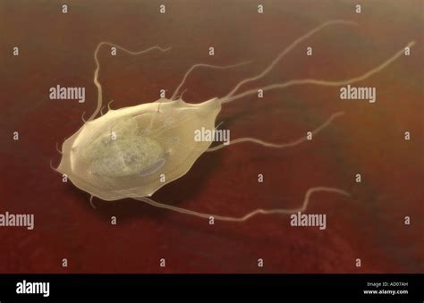 Giardiasis Stock Photo - Alamy