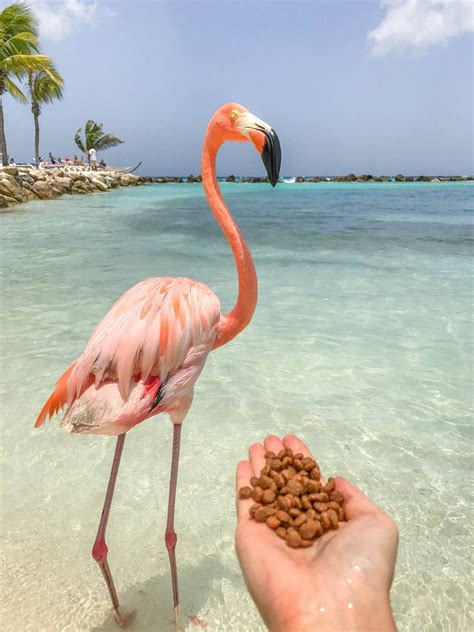 How to Visit Flamingos in Aruba: Renaissance Private Island