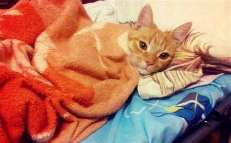 😿Профилактика МКБ у котов и кошек: советы ветеринара | Нос, хвост, лапы ...