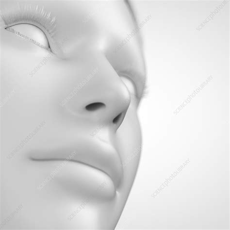 Human face, illustration - Stock Image - F011/2999 - Science Photo Library