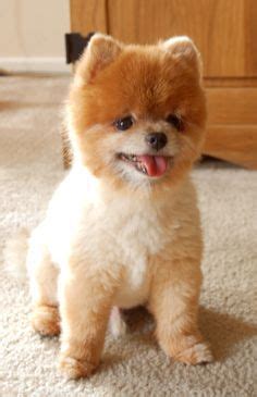 pomeranian bear dog | Bear dog, Puppies, Cute pomeranian