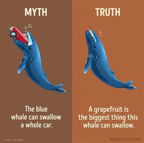 12 myths about animals that we still believe – Artofit