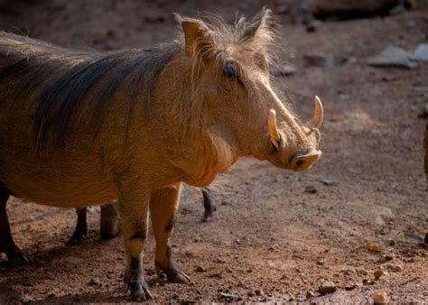 Common Warthog - Zoo Atlanta