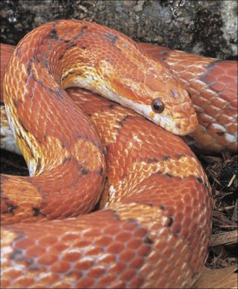 Are Corn Snakes Good Pets For Beginners at Sam Reams blog