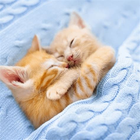 If you have multiple kittens from the same litter, you might assume ...