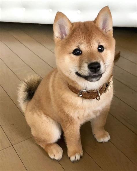 Buy Shiba Inu Puppies for Sale in India At Best Prices