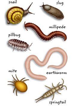 A Decomposer is an Organism That - Tim Dyer