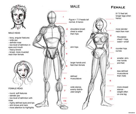 Proportion Guide by AlenaLane on DeviantArt