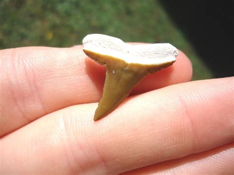Lemon Shark Teeth