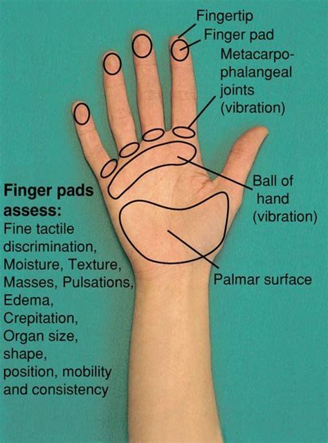 Parts Of The Hand Anatomy - Templates Printable Free