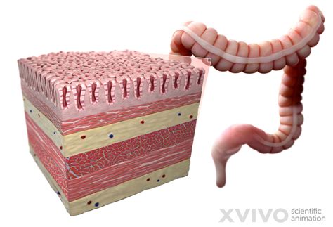 cells  colon diagram quizlet