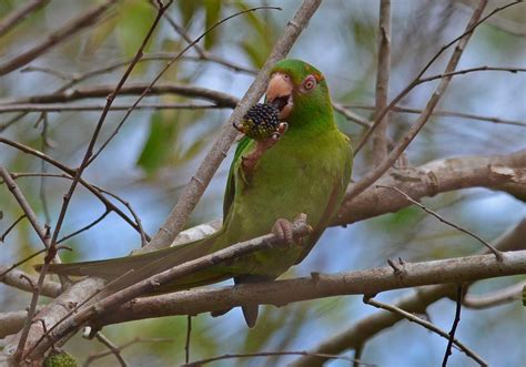 Diez aves endémicas de Cuba - Blog de Viaje por Cuba