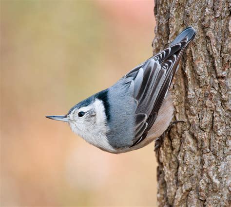 White-breasted Nuthatch | Audubon Field Guide