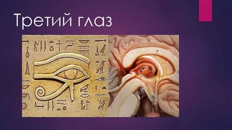 Эндокринная система. Эпифиз-3 глаз - online presentation