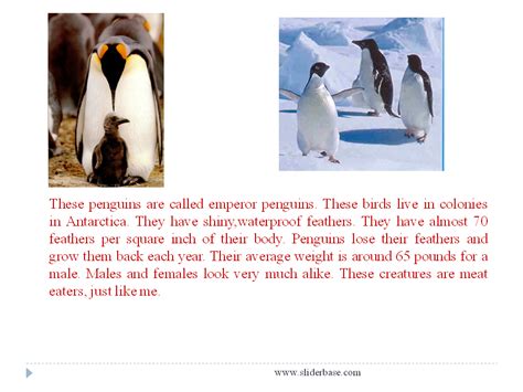 Arctic Animals - Presentation Biology