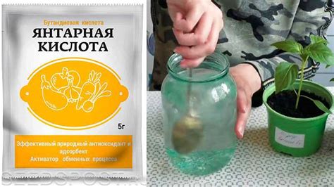 Янтарная кислота для рассады томатов