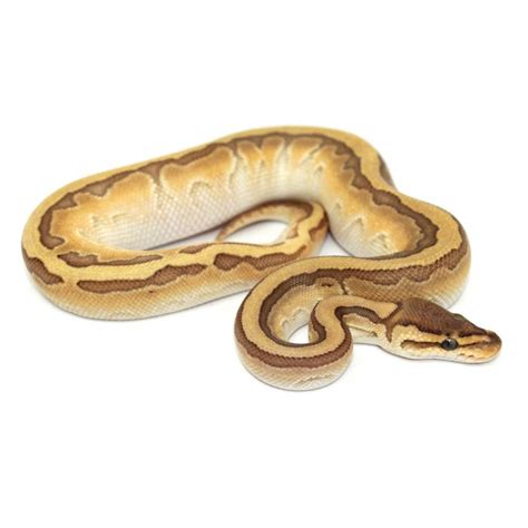 Python regius "King pin Calico" - Python royal