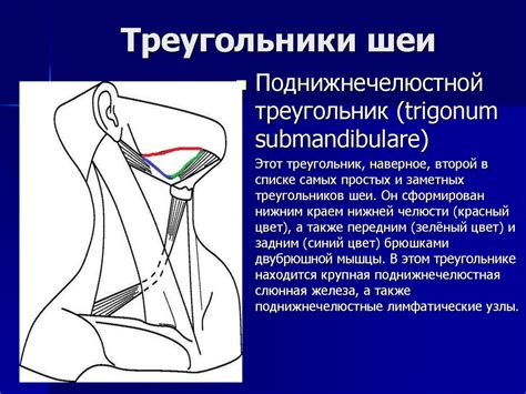 Топографическая анатомия шеи - презентация онлайн
