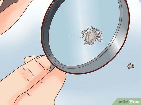 how to get rid of pubic hair lice