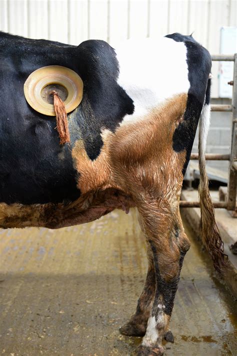 Francia | ¿Qué son los agujeros que les hacen a las vacas en el ...
