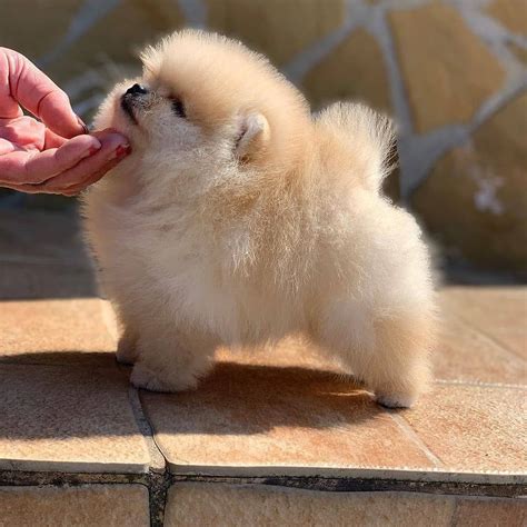 teacup pomeranian brown adult