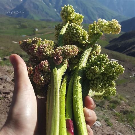 خواص ریواس + 25 خاصیت ریواس (اوشقون) برای سلامتی