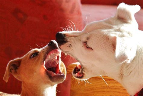 «dog bite» HD Wallpapers