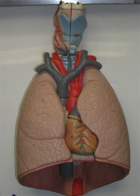 thoracic cavity model full diagram quizlet