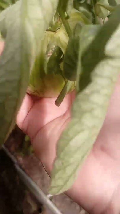 🍅Томат Курочка ряба🍅🍅 - YouTube
