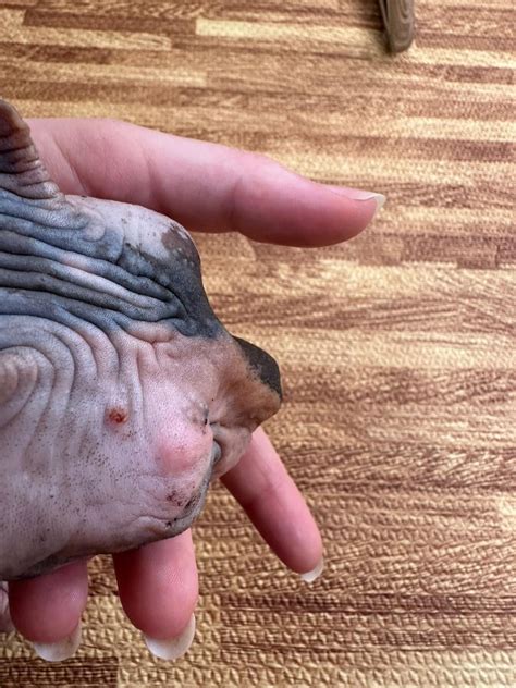 Unknown reason for skin lesions. : r/cats