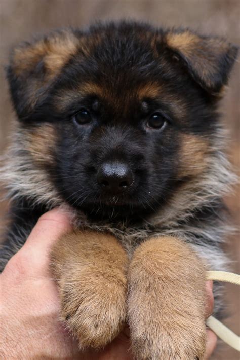 German German Shepherd Puppies
