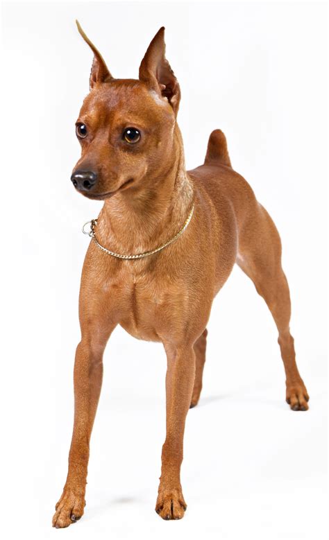 Mini Pinscher Dog Lifespan at Ella Gatliff blog
