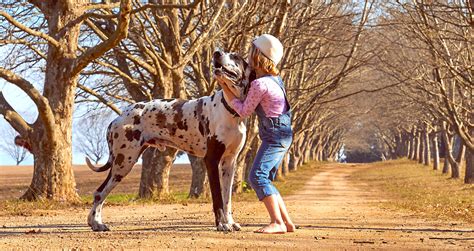 great dane puppy breed profile essential facts petful