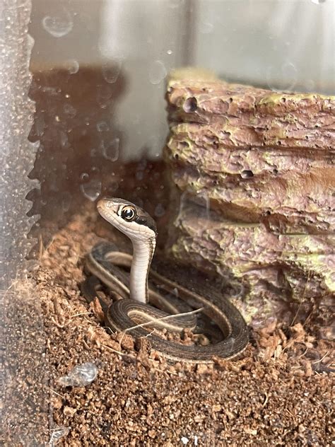 Western Ribbon Snake Baby 🥹 : r/snakes