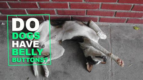 dogs  belly buttons   locate  petmoo