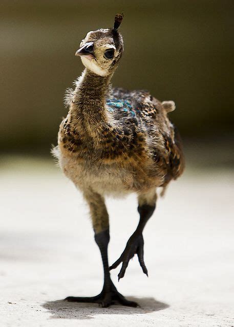 Delightfully Manic — Baby Peacock (Asian Peafowl)