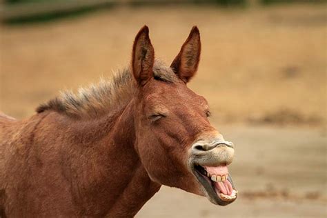 Hinnies, Mules, Zonkeys and Zorses