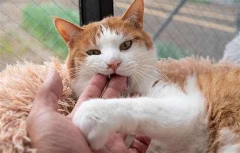 Защо котката дъвче пръстите ми - Котки - DogsAndCats.bg