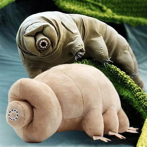 Tardigrade Peluche | ubicaciondepersonas.cdmx.gob.mx