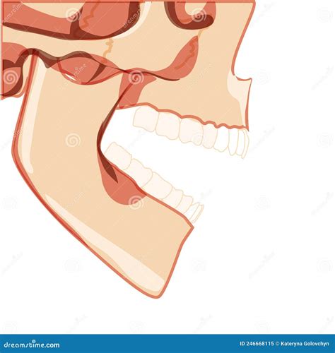 Skull With Open Mouth On A Gray Background Stock Photography