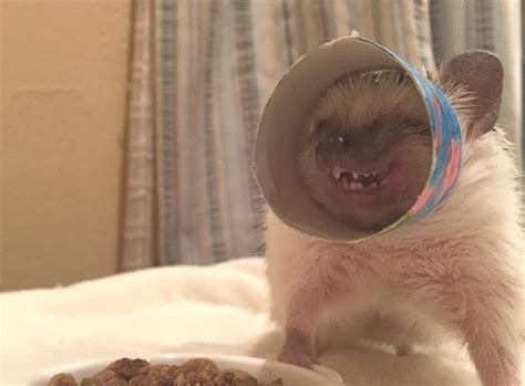 Create meme "hedgehog nikada, cat , the cute animals " - Pictures ...